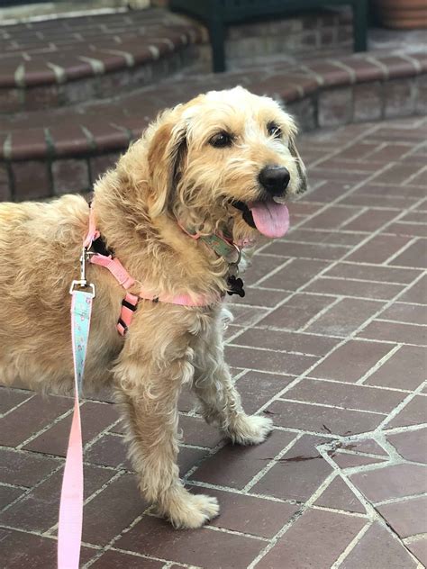 Here are some of the qualities you can look for to determine if a Goldendoodle rescue is reputable. . Doodle rock rescue